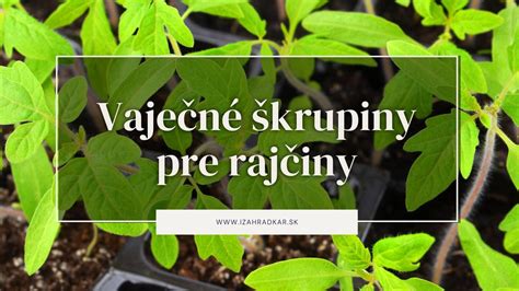 Ilustrácia správneho rozostupu pri výseve fazule