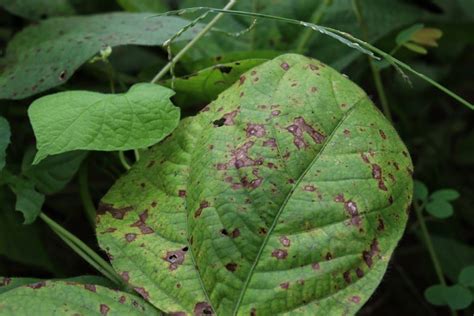 Ilustrácia vošiek na listoch fazule