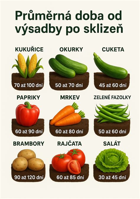 Infografika výsadby papriky: štvorcový spon, hĺbka výsadby a umiestnenie opornej tyče