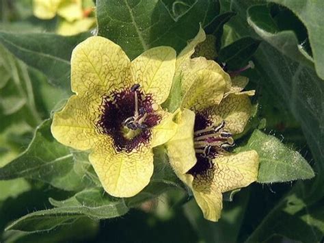 Botanická schéma rastliny blen čierny s detailom kvetu a plodu (tobolky)