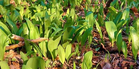 Ilustračná fotografia rastliny medvedieho cesnaku s charakteristickými listami a súkvetím