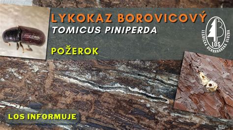 Koláž bežných škodcov tují (napr. lykokaz, mínerka, priadzovček)