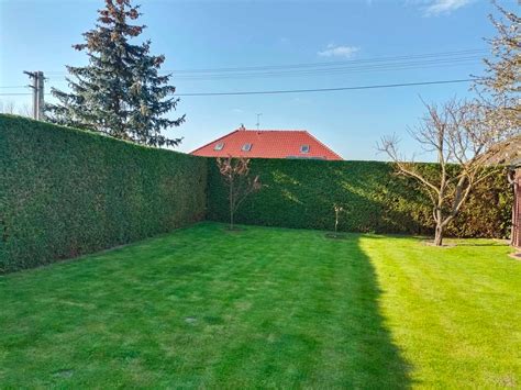 Tematická fotografia kvitnúceho živého plotu v záhrade