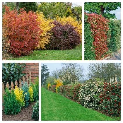 Koláž rôznych kvitnúcich kríkov vhodných na živý plot