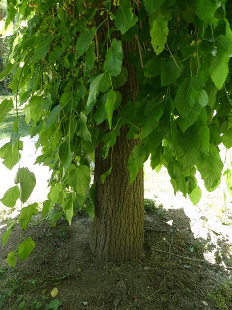 Snímka vzrastlého stromu sofory japonskej v mestskom parku počas leta