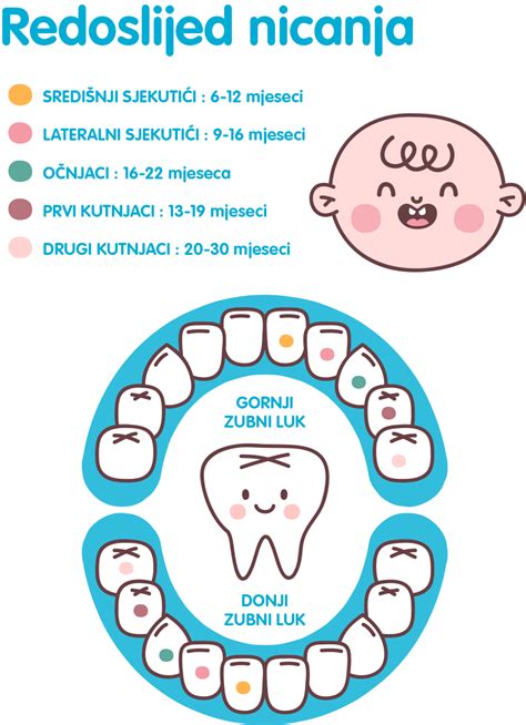 Infografika zobrazujúca anatómiu zuba a zdravého vs. zapáleného ďasna