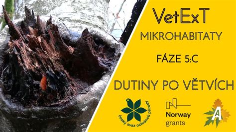 Mikroskopická snímka pórovitej štruktúry biouhlia po termickej premene: Viditeľné dutiny (makropóry a mezopóry) vznikli deštrukciou pôvodných rastlinných buniek a uvoľnením prchavých látok počas pyrolýzy. Táto extrémna pórovitosť je zodpovedná za schopnosť biouhlia a aktívneho uhlia fyzikálne zadržiavať vodu a viazať molekuly znečisťujúcich látok. Pri teplotách nad 600 - 700 °C už neobsahuje žiadne chemicky aktívne humínové látky.