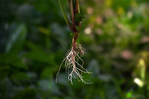 Ilustratívne foto: Koreňový systém rastliny poškodený nadmerným zalievaním