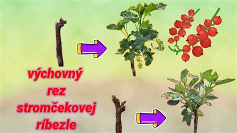Schéma správneho pyramidálneho tvaru koruny hrušky po výchovnom reze