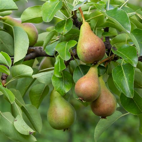 Schéma ideálnych podmienok pre pestovanie hrušiek