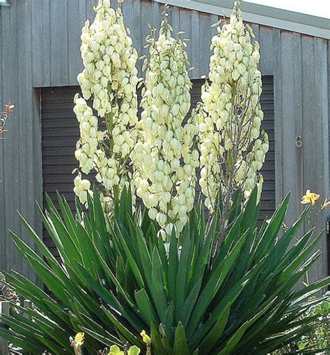 Juka vláknitá (Yucca filamentosa) s kvetenstvo na záhone