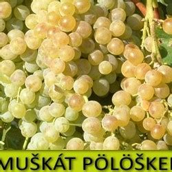 Detailná schéma strapca a bobúľ odrody Muškát Pölöskei s označením typického tvaru a farby
