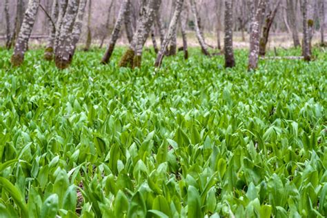 Ilustrácia medvedieho cesnaku v jeho prirodzenom prostredí
