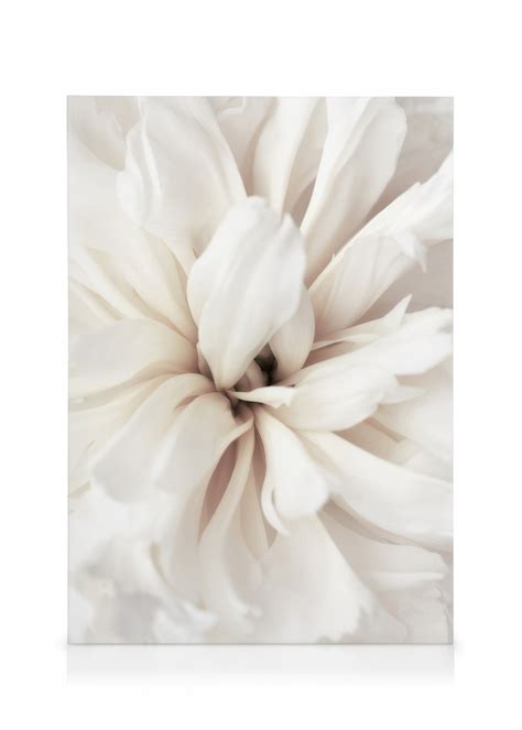 Detailný záber na kvet čemerice s tmavými okvetnými lístkami na snehu