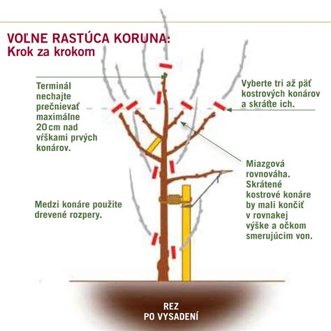 Schéma správneho jarného rezu jablone s vyznačenými prírastkami