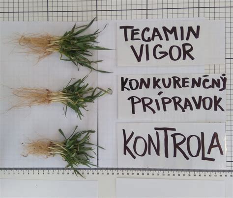 Schéma znázorňujúca vplyv extraktov z morských rias na rozvoj koreňového systému a vstrebávanie živín v pôde.
