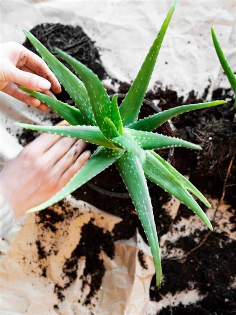 Ilustrácia správneho zalievania Aloe Vera - kontrola vlhkosti pôdy