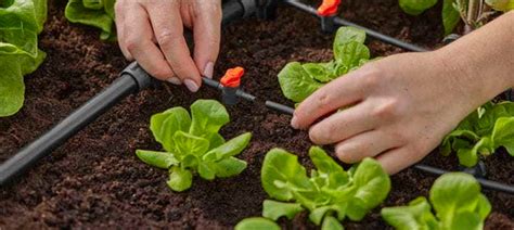 Schéma princípu fungovania kvapkovej závlahy s kvapkovou hadicou pri koreňoch rastlín