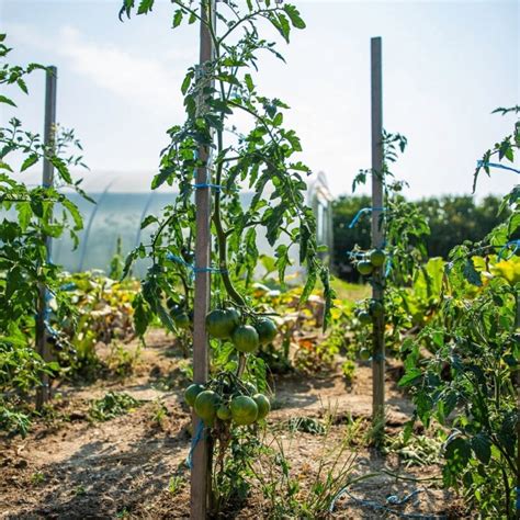 Ilustračné foto výsevu semien rajčiakov.