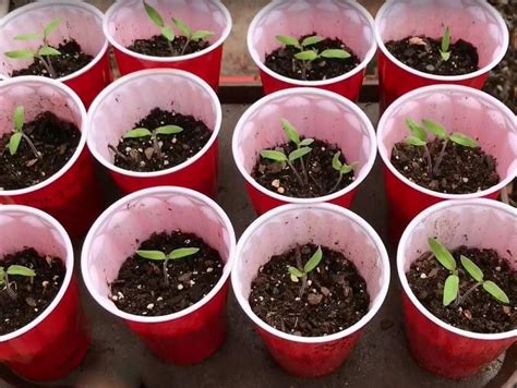 Ilustračné foto presádzania sadeníc rajčiakov.