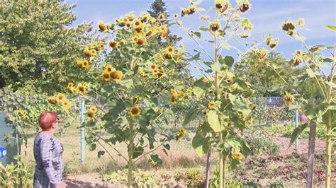 ilustrácia opory pre vysokú slnečnicu