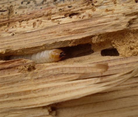 larva roháča obyčajného v dreve