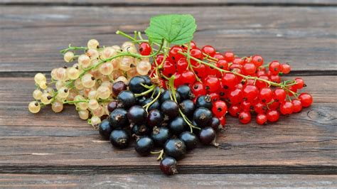 Ilustrácia rôznych druhov ríbezlí: červené, čierne a biele bobule na konárikoch.