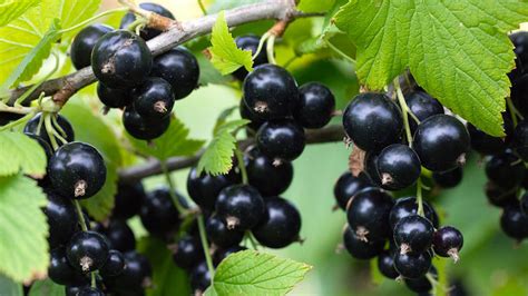Fotografia zrelých plodov červených, bielych a čiernych ríbezlí.
