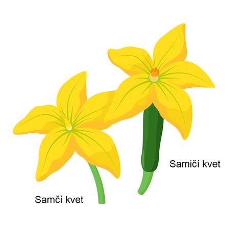 Detailná schéma borievky obyčajnej: ihličie, samčie a samičie kvety a dozrievajúce plody (galbulusy).