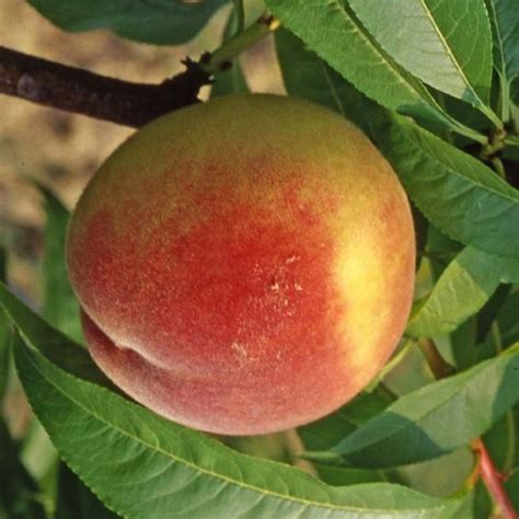 fotografia: broskyňa/nektarinka napadnutá šarkou