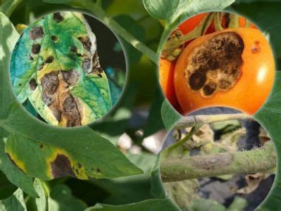 Detail listu paradajky s príznakmi choroby