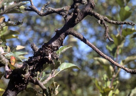 Zimná silueta bršlenu krídlatého s korkovými krídlami na konároch