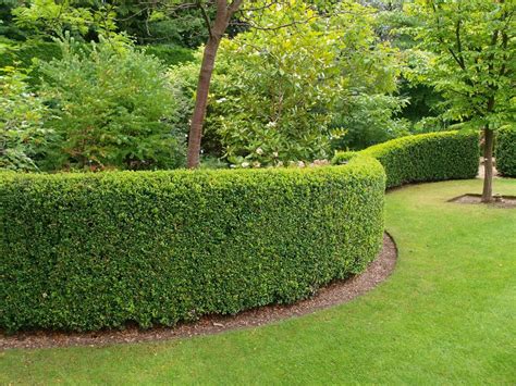 Záhon s rôznymi odrodami dráča Thunbergovho, vrátane živého plota a solitérov