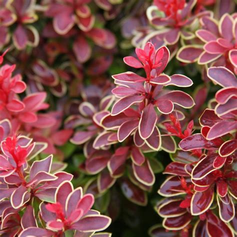 Detail listov kultivaru Dráč Thunbergov 'Coral' s koralovo-červenými a žltými okrajmi