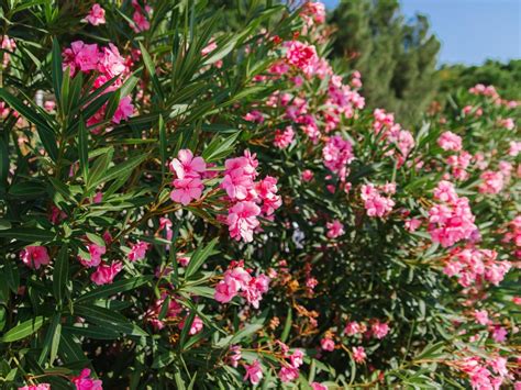 Oleander obyčajný kvitnúci v stredomorskom štýle