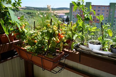 ilustračná fotografia: Dobre udržiavaný balkón s kvetináčmi s paradajkami a bylinkami