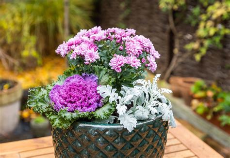 pestrá jesenná výsadba v kvetináči