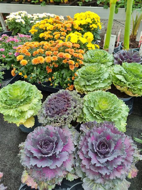 detail jesenných chryzantém a okrasnej kapusty