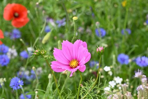 zbierka semien letničiek