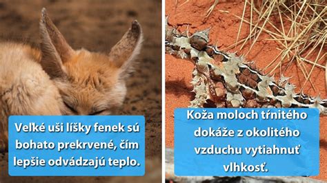 Schéma diverzity odrôd jačmeňa a ich prispôsobenia lokálnym podmienkam