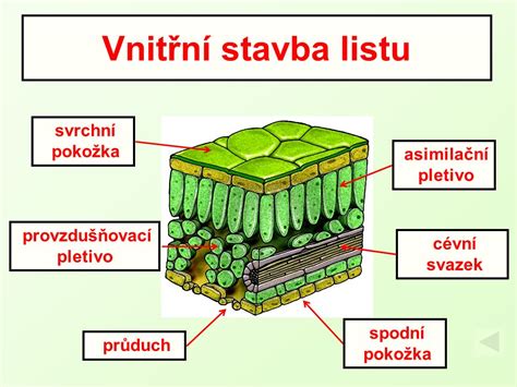 Botanická schéma stavby listu a klasu mätonohu