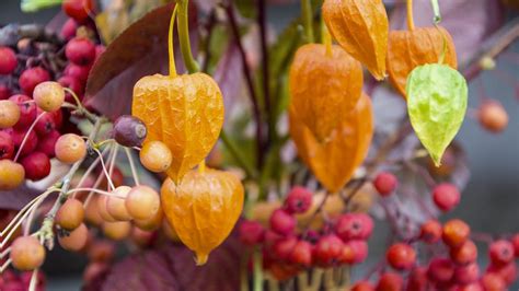 Ilustračná fotografia rôznych odrôd egrešov s plodmi