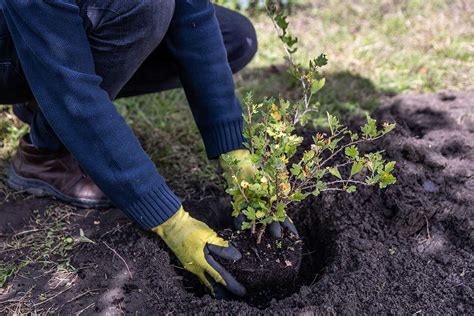 Schéma výsadby kríkového egreša s vyznačeným sponom