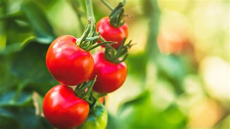 Zrelé paradajky pripravené na zber