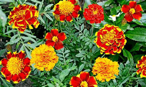 ilustrácia rôznych druhov a farieb aksamietnice v záhradnom záhone