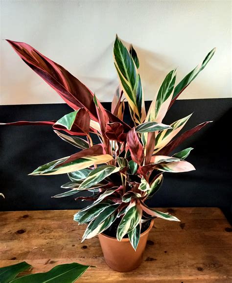 Detailná fotografia listov Stromanthe sanguinea 'Triostar' zobrazujúca farebnú kresbu