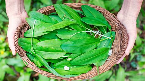 Detailný záber na listy medvedieho cesnaku v jarnom lese