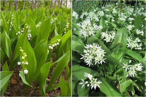 Porovnávacia infografika: medvedí cesnak vs. konvalinka voňavá