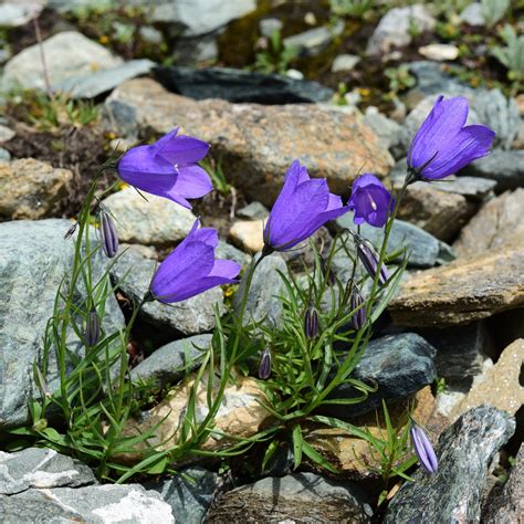 Schéma vývoja a botanickej klasifikácie zvončeka jeseníckeho v kontexte druhu Campanula scheuchzeri