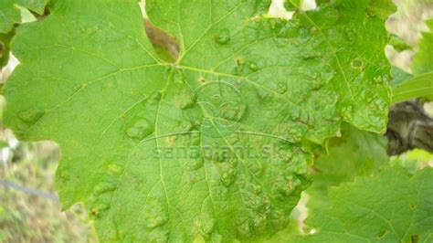 Detail listu viniča napadnutého erinózou (plstnatosť)